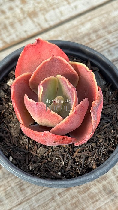 Echeveria magic lamp (sem raiz)