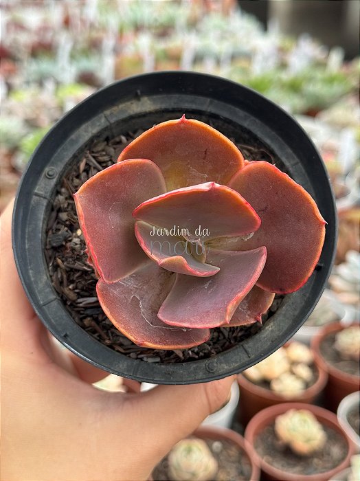 Echeveria magic lamp