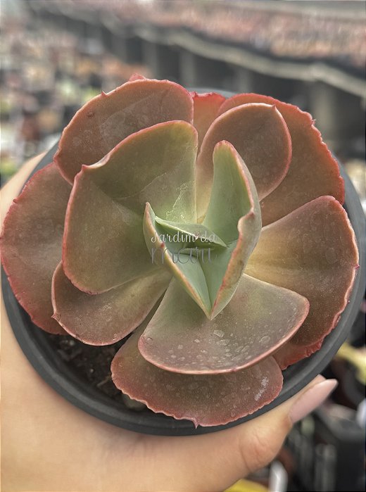 Echeveria can can