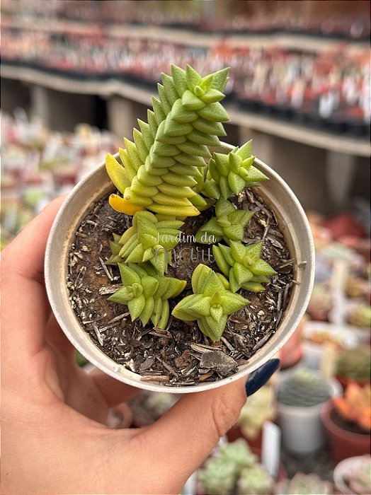 Crassula Argentina
