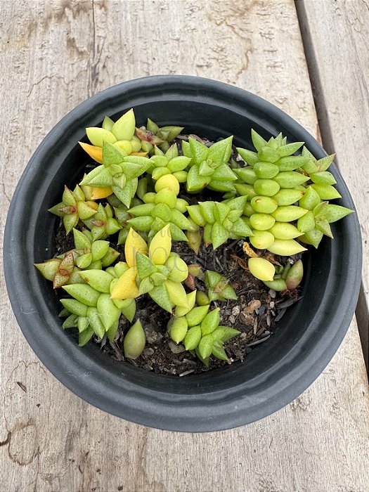 Crassula Argentina