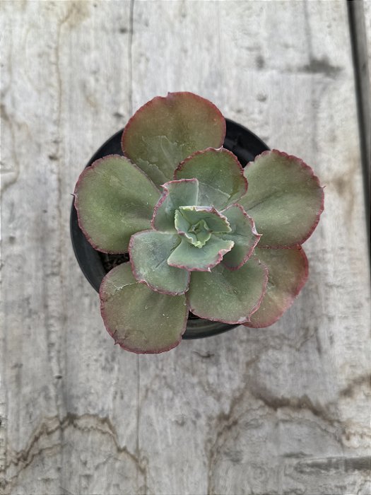 Echeveria goliath (sem raiz)
