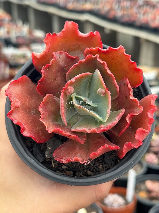 Echeveria ruby lady