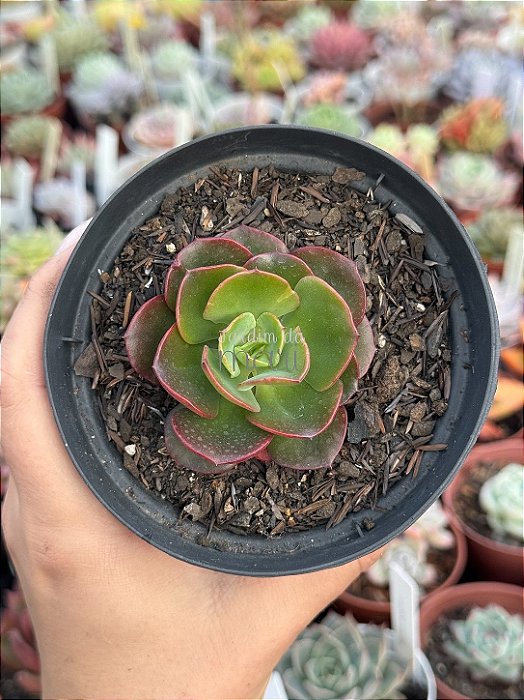Echeveria liz (carúnculas)