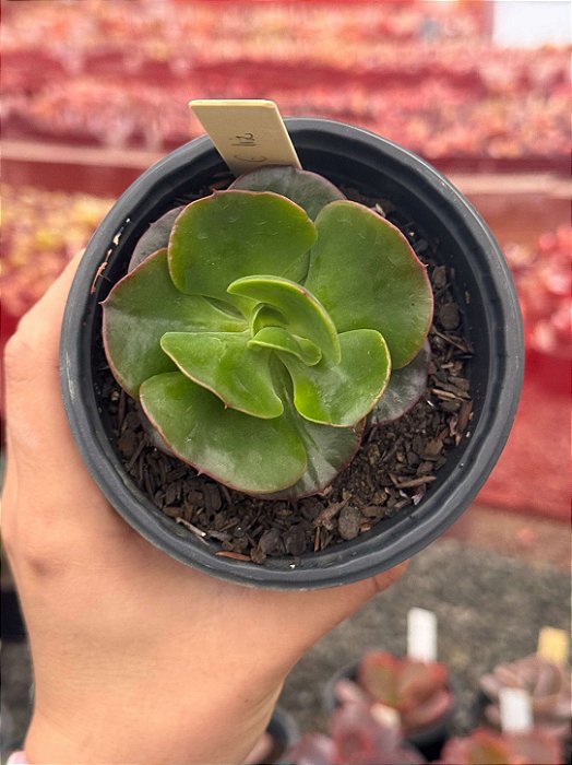 Echeveria liz (carúnculas)