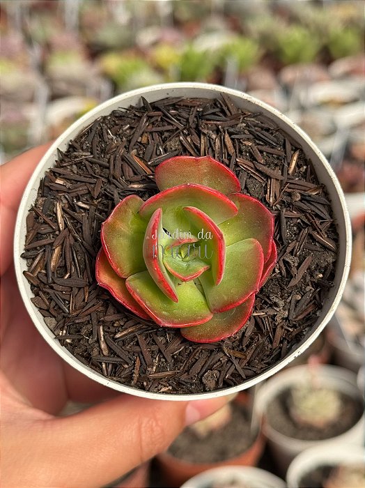 Echeveria liz (carúnculas)