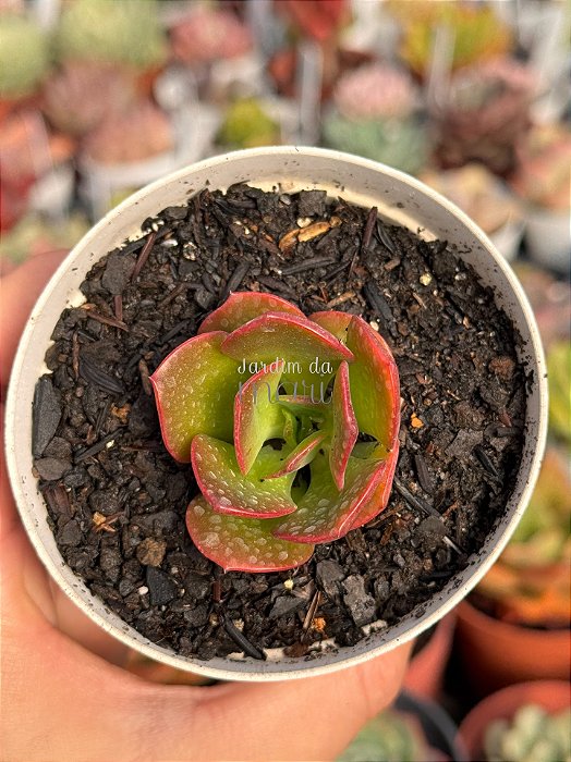 Echeveria liz (carúnculas)