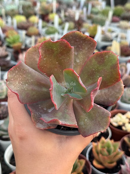 Echeveria boton (sem raiz)