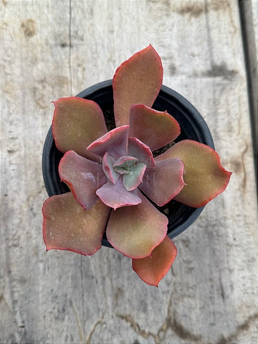 Echeveria boton carunculos