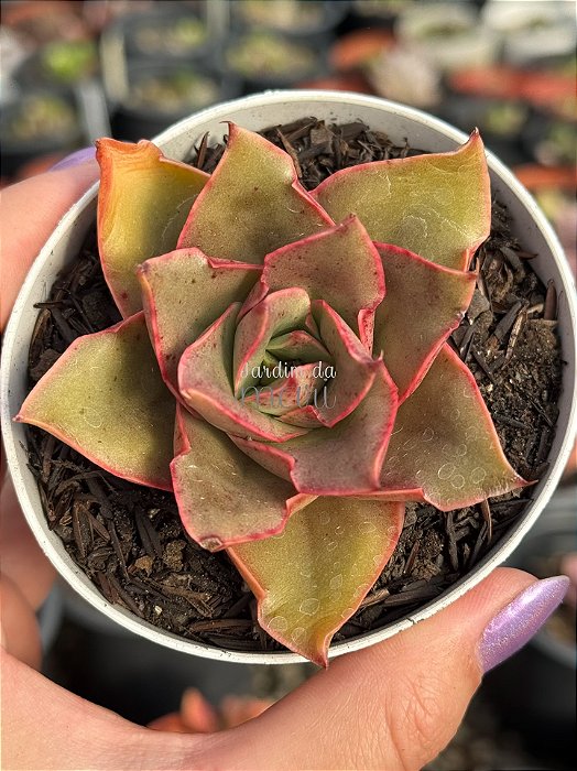 Echeveria green smile (sem raiz)