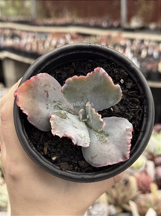 Echeveria kilauea