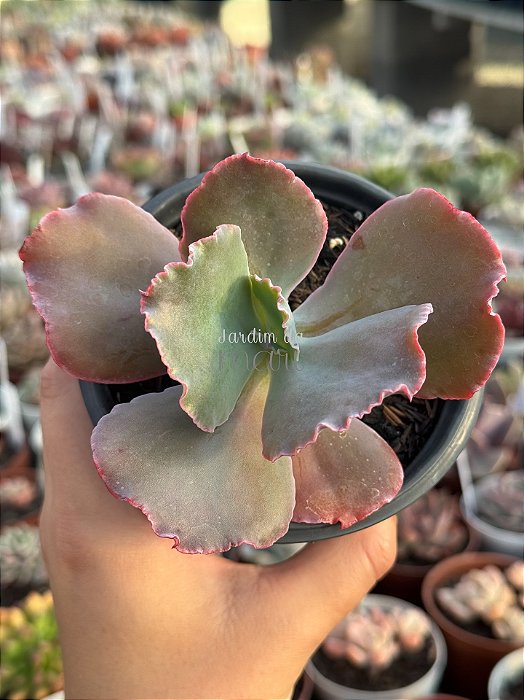 Echeveria kilauea
