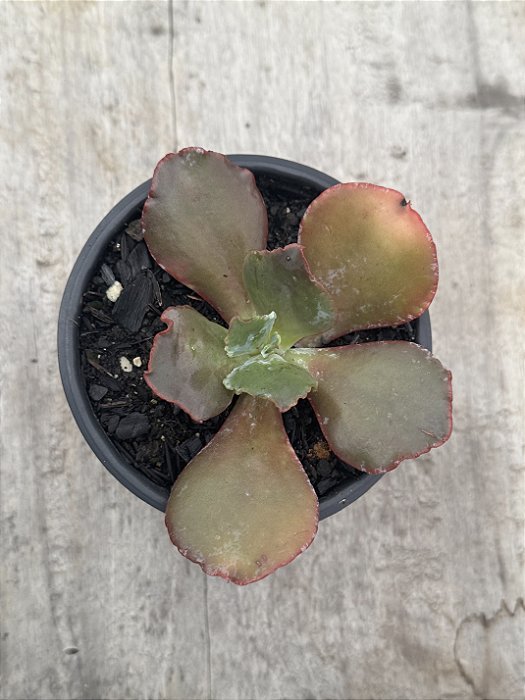 Echeveria kilauea