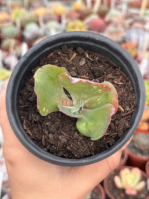 Echeveria faxai (sem raiz)