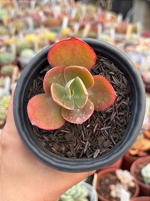 Echeveria Marta Toddere híbrida (verrugas)