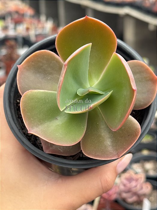 Echeveria Marta Toddere HB