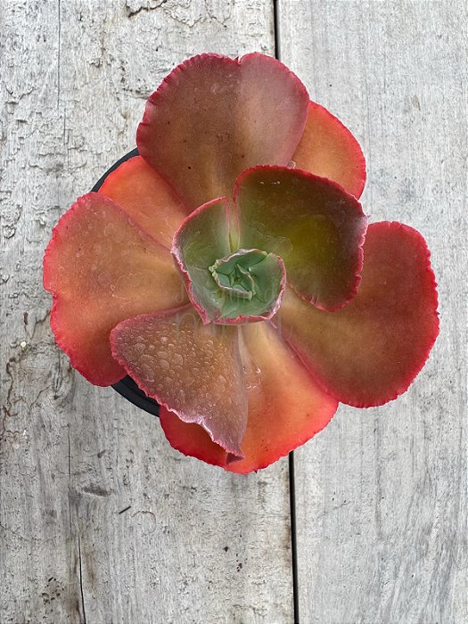 Echeveria meridian (sem raiz)