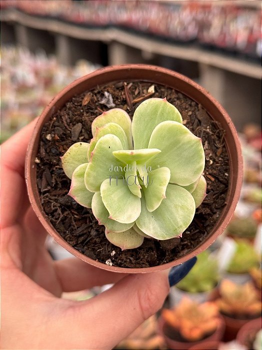Echeveria momoca variegata