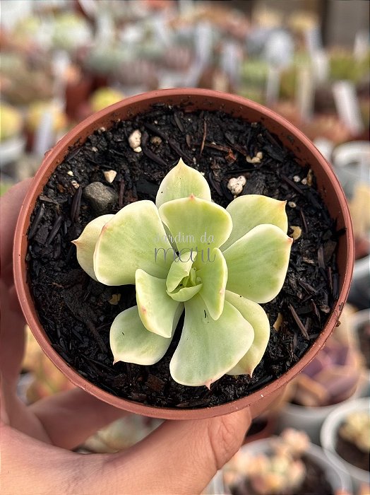 Echeveria momoca variegata