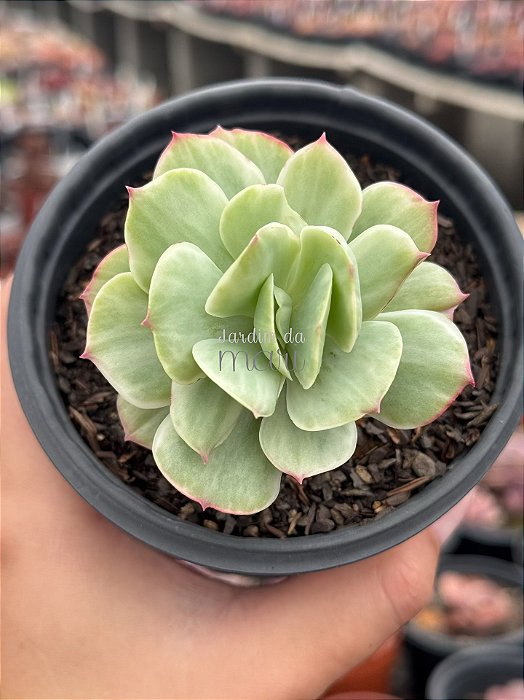 Echeveria momoca variegata
