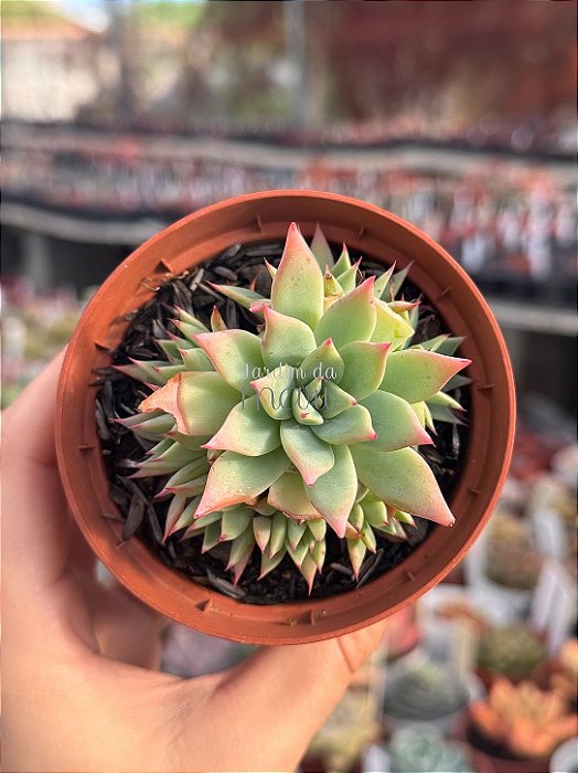 Echeveria subalpina var. meyraniana (colônia)