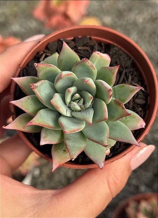 Echeveria subalpina var. meyraniana (sem raiz)