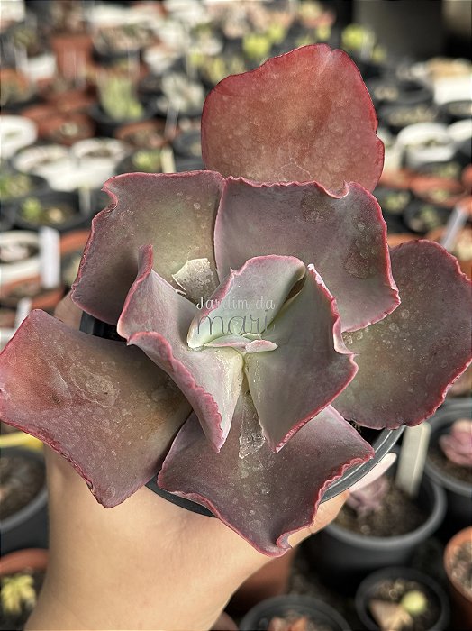 Echeveria ambers( sem raiz)