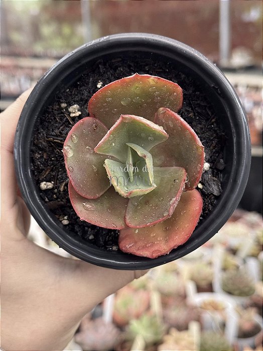 Echeveria pirsing