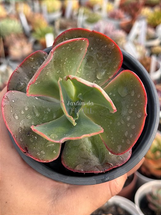 Echeveria pirsing