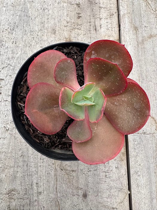 Echeveria pirsing (sem raiz)
