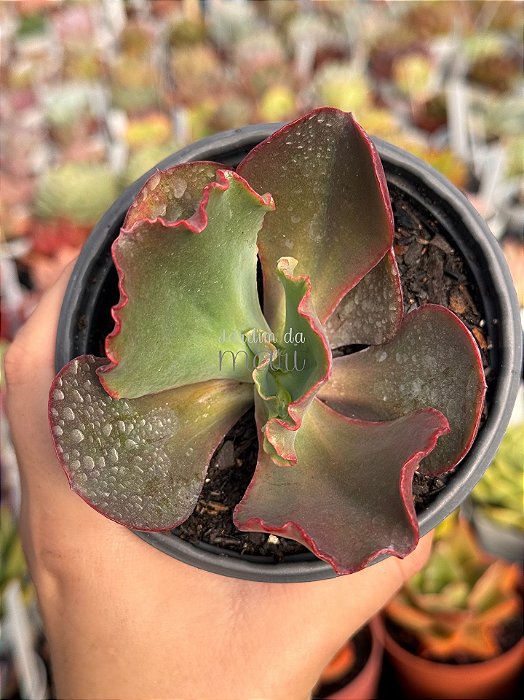 Echeveria pirsing