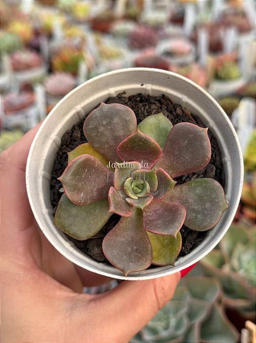 Echeveria zesta