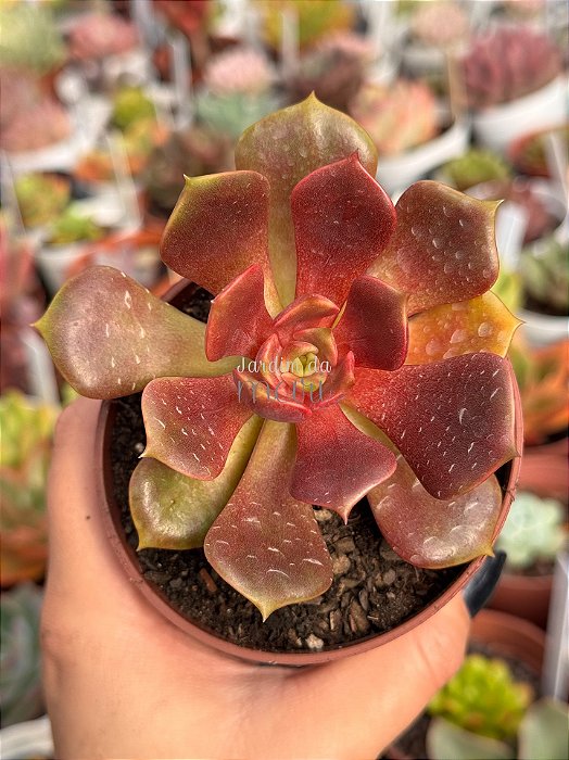 Echeveria zesta