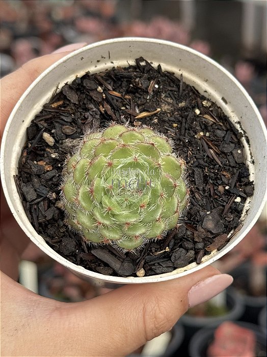 Echeveria setosa var. Ciliata