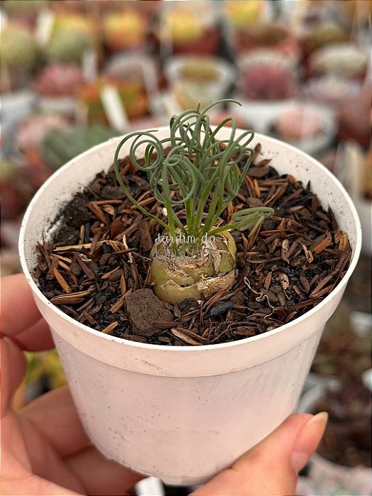 Albuca spiralis (folhas finas)