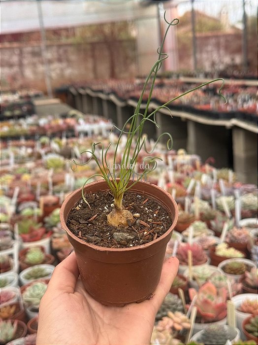 Albuca spiralis (folhas finas)
