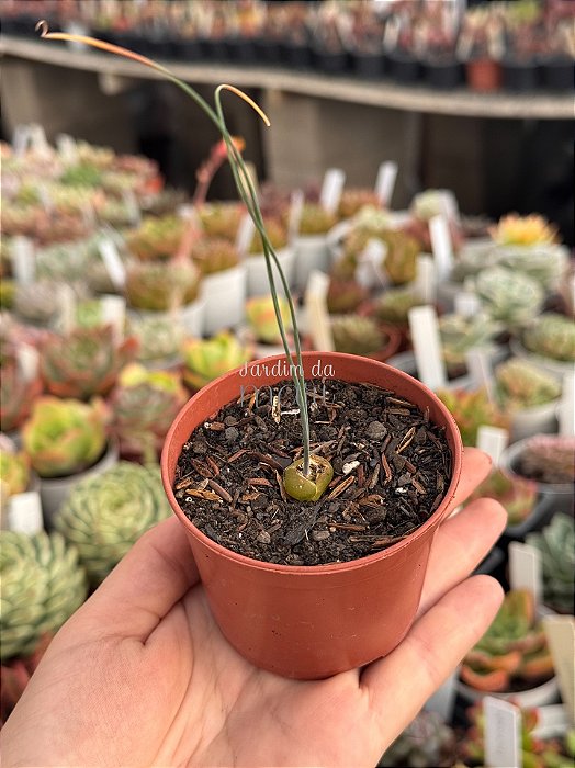Albuca spiralis (folhas finas)