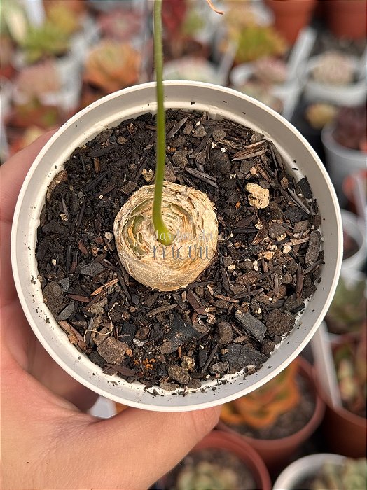Albuca spiralis (folhas finas)