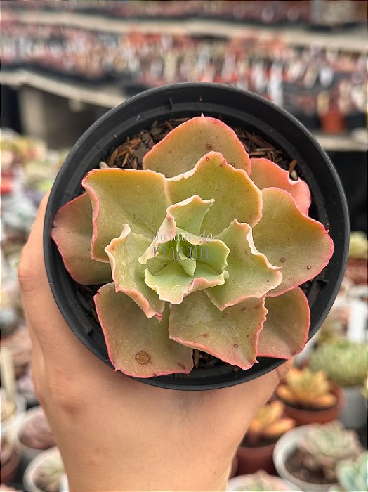 Echeveria fury reversa