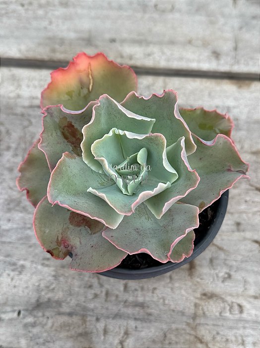 Echeveria fury reversa