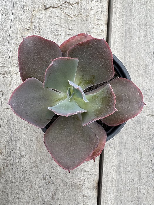 Echeveria delphynus M (SEM RAIZ)