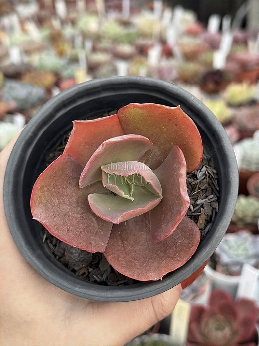 Echeveria bronze boy