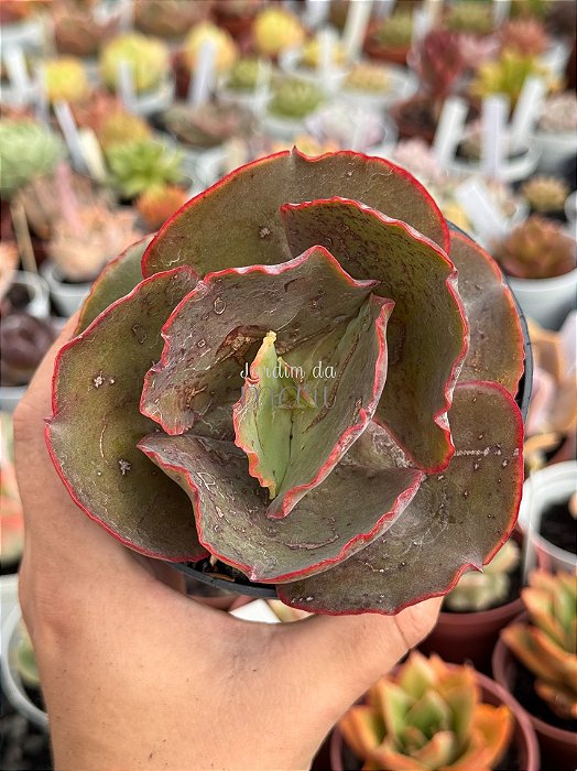 Echeveria bronze boy (SEM RAIZ)