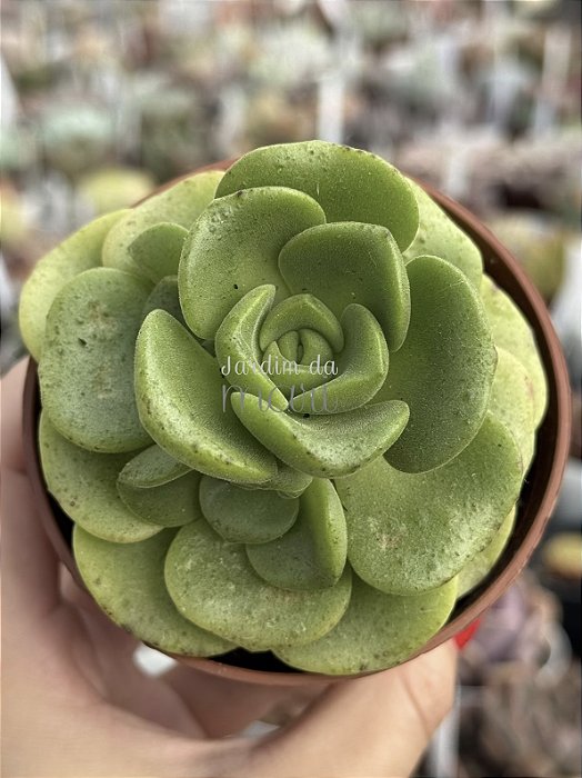 Aeonium lilly pad