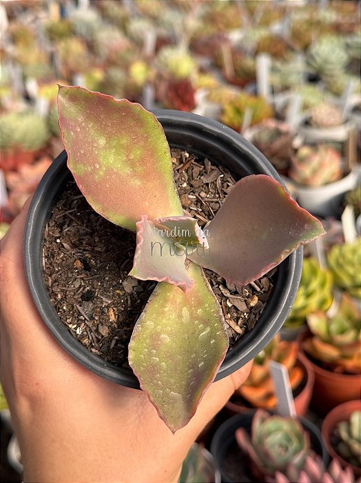 Echeveria la femme (by Dick Wright)