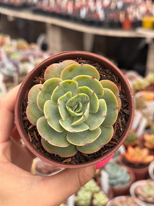 Echeveria love’s light (folhas forma de coração) (sem raiz)