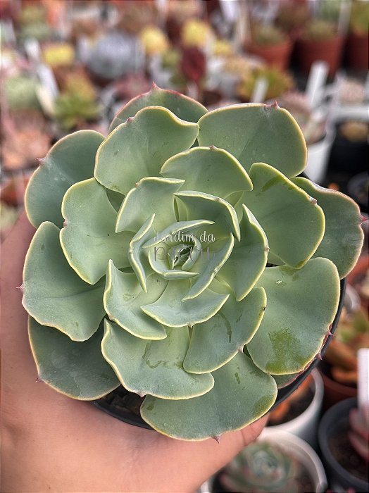 Echeveria love’s light (folhas forma de coração)