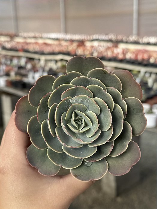 Echeveria love’s light (folhas forma de coração)