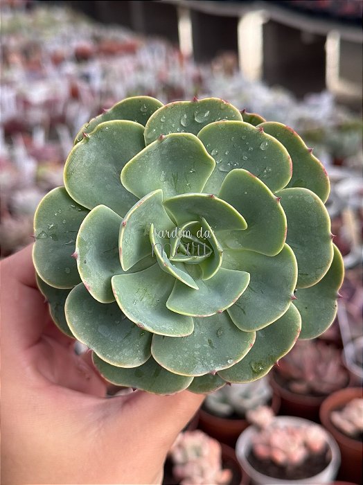 Echeveria love’s light (folhas forma de coração)