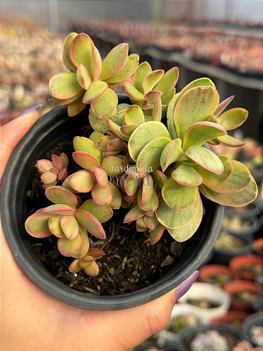 Crassula money maker variegata
